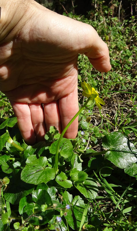 Ficaria verna subsp. verna / Ranuncolo favagello